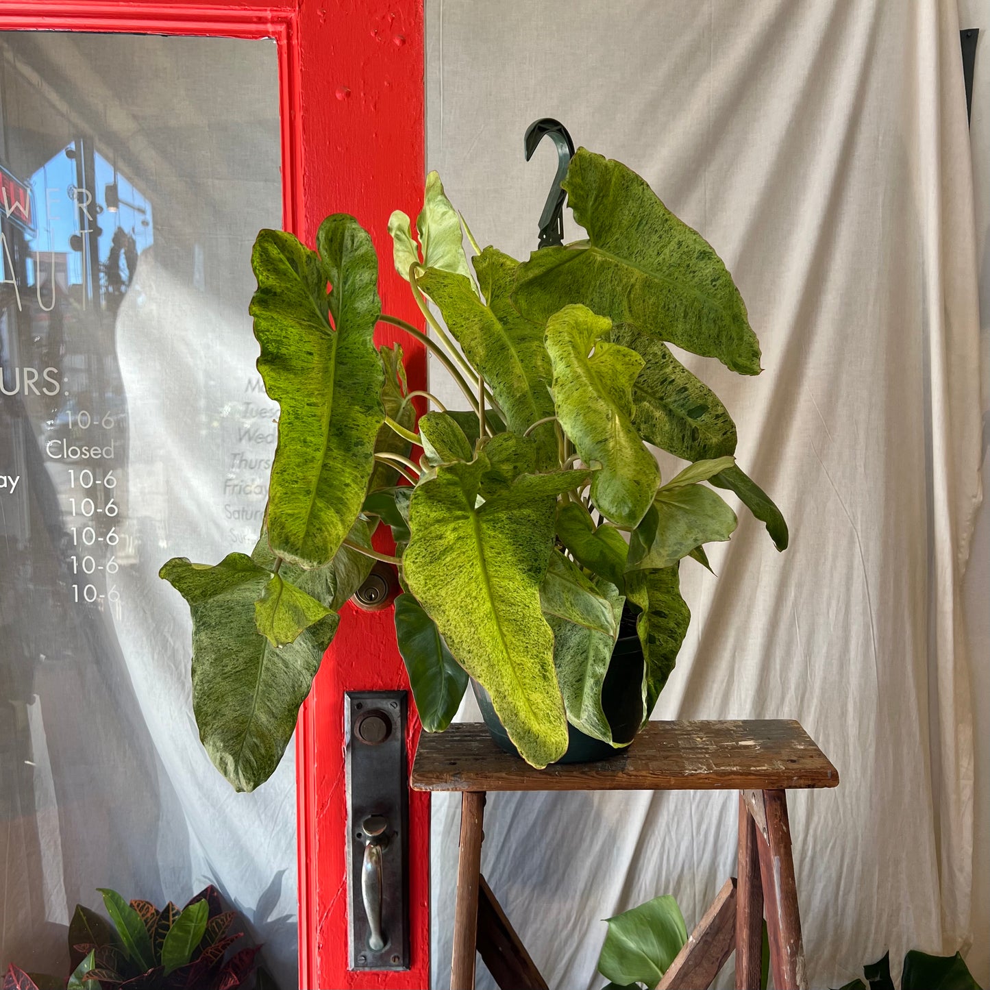 8" Paraiso Philodendron