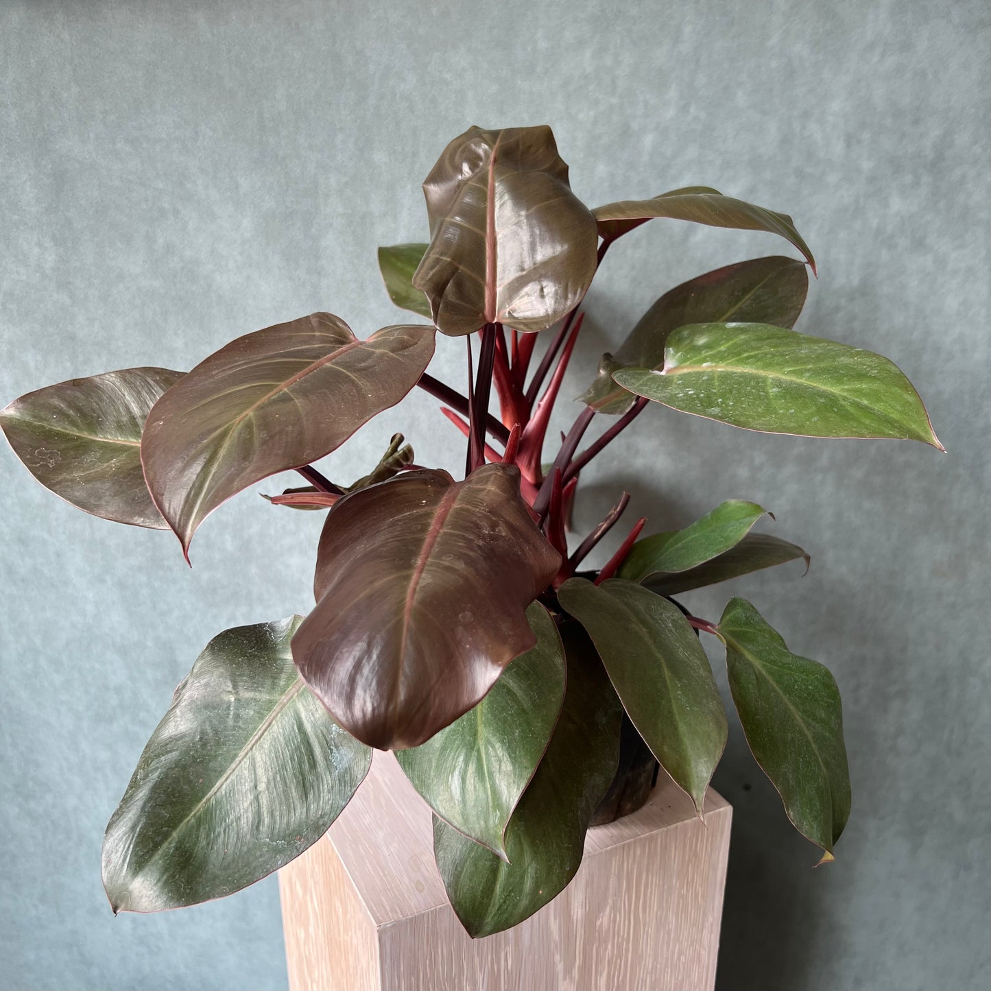 6" Red Cherry Philodendron Plant