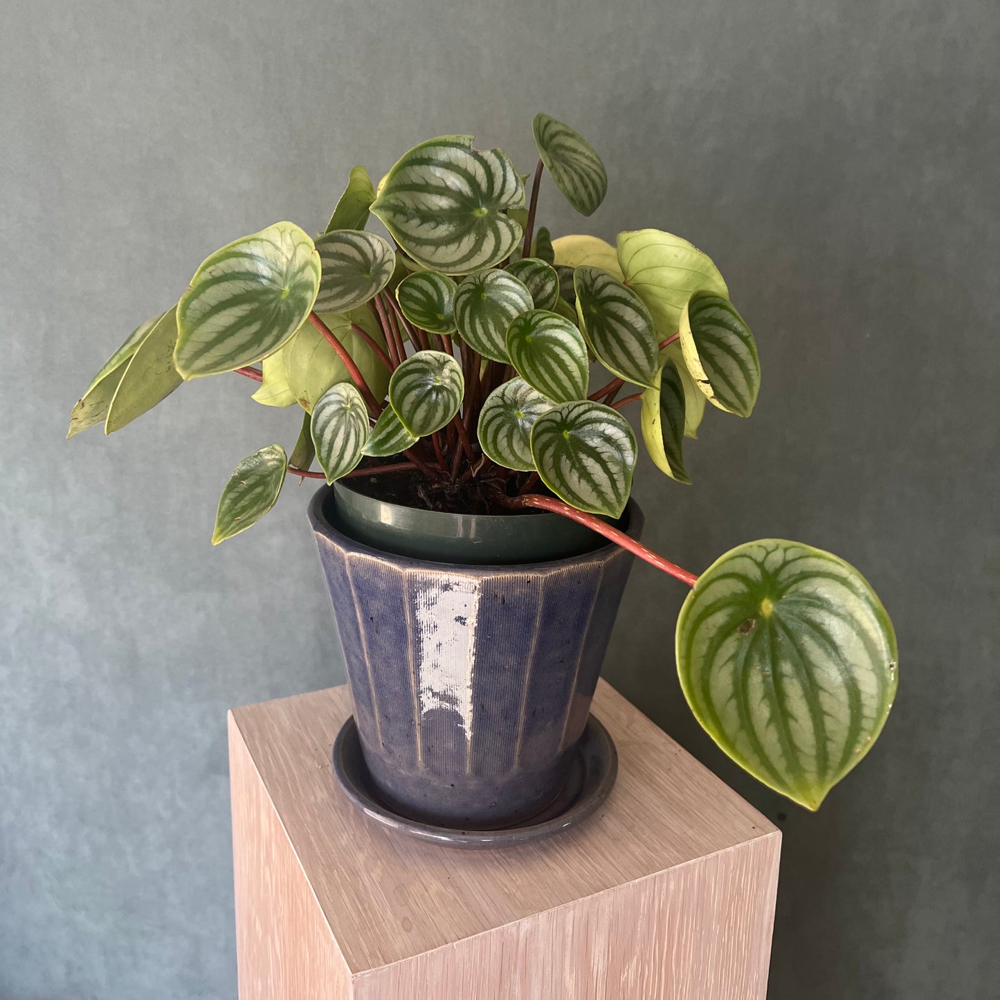 6" Watermelon Pepermomia