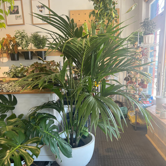 10" Kentia Palm