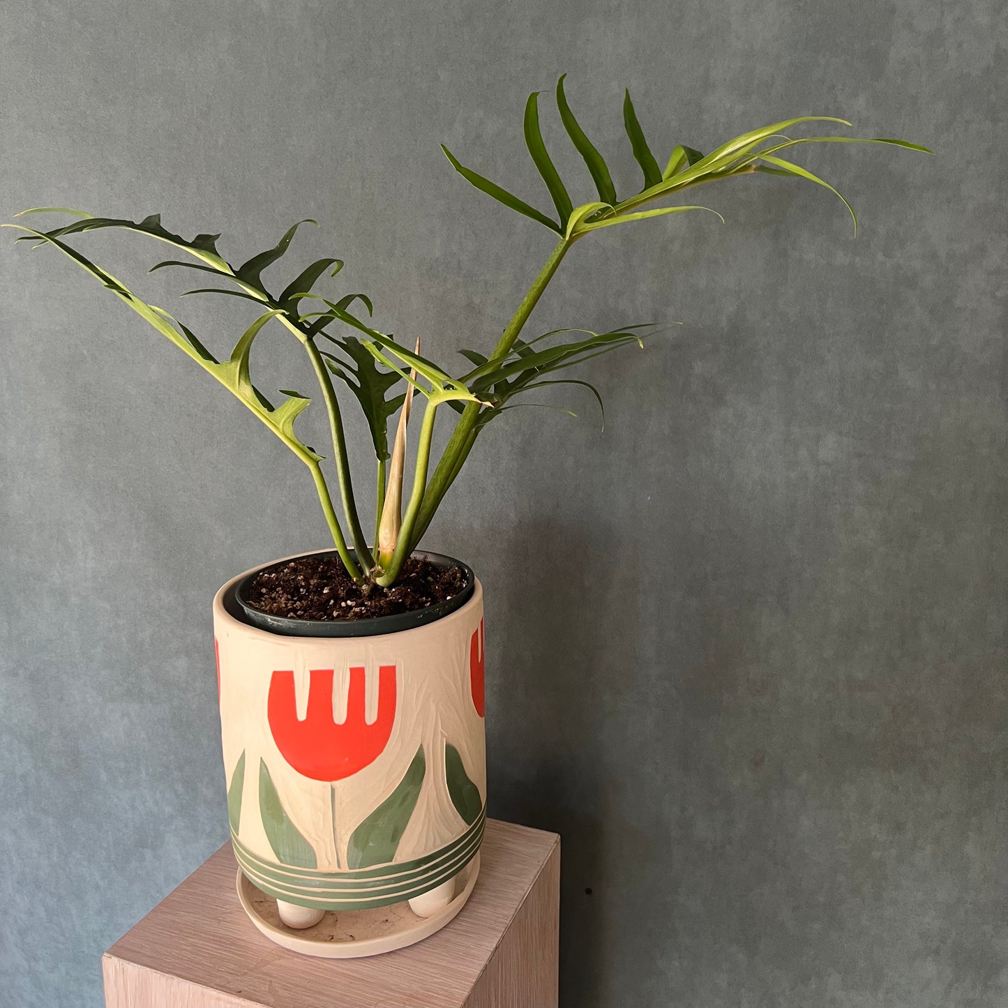 6" Tortum Philodendron