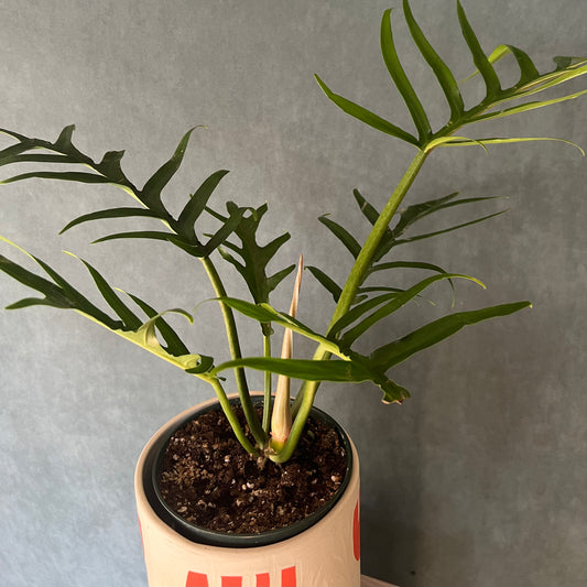 6" Tortum Philodendron