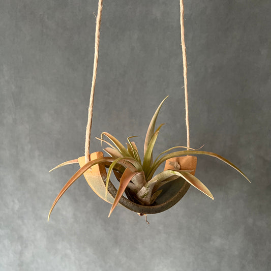 Small Hanging Air Plant Cradle