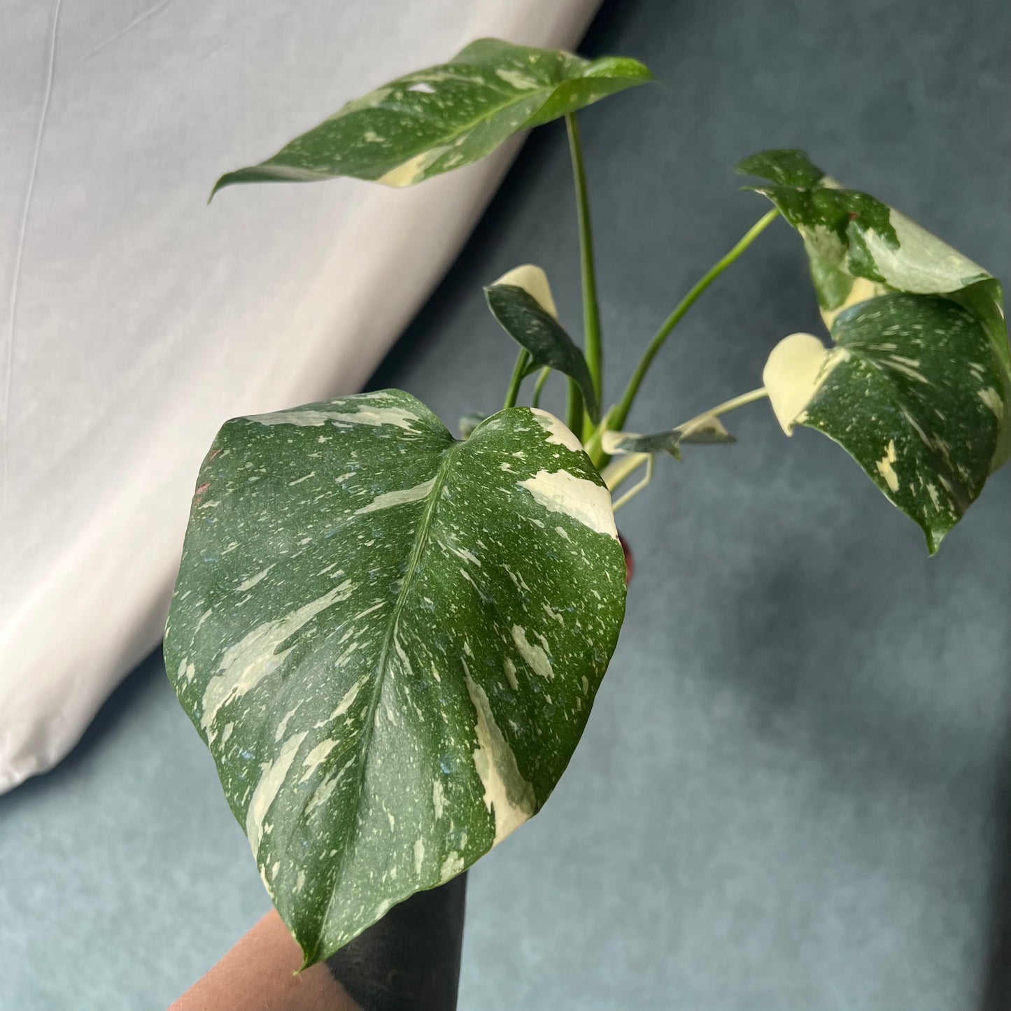 4" Thai Constellation Monstera Plant