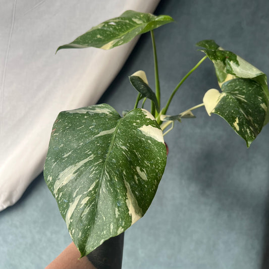 4" Thai Constellation Monstera Plant