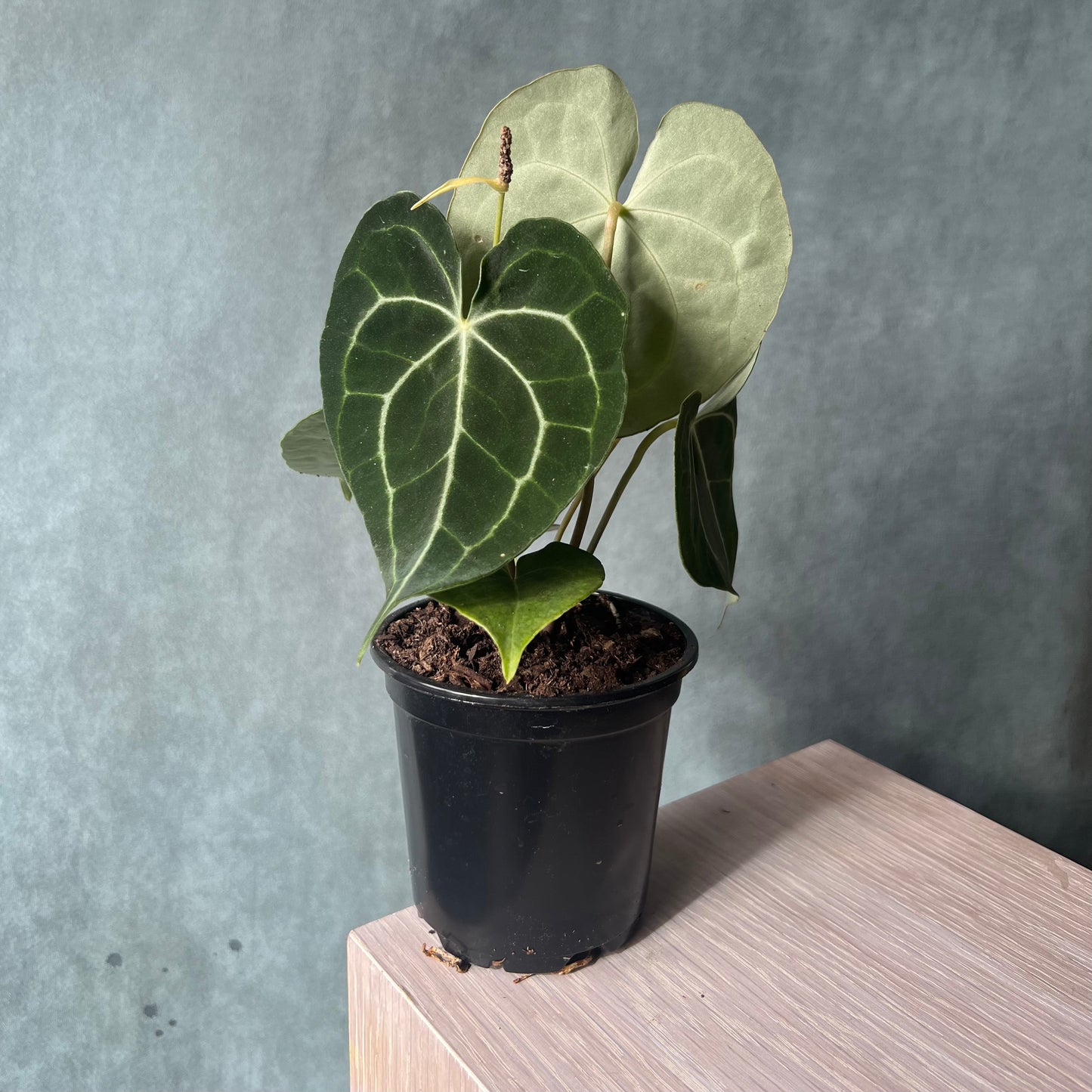 4" Crystallinum Anthurium Plant