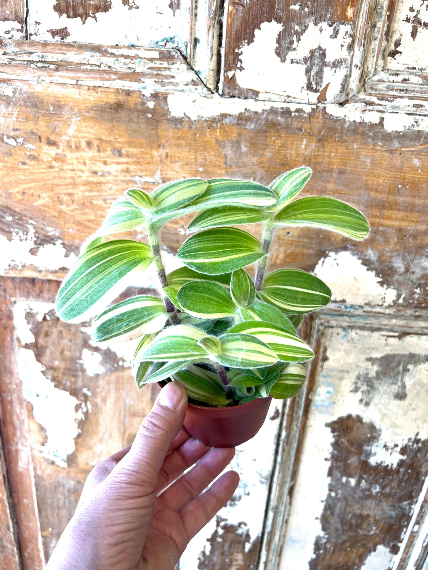4" Yellow Zebrina