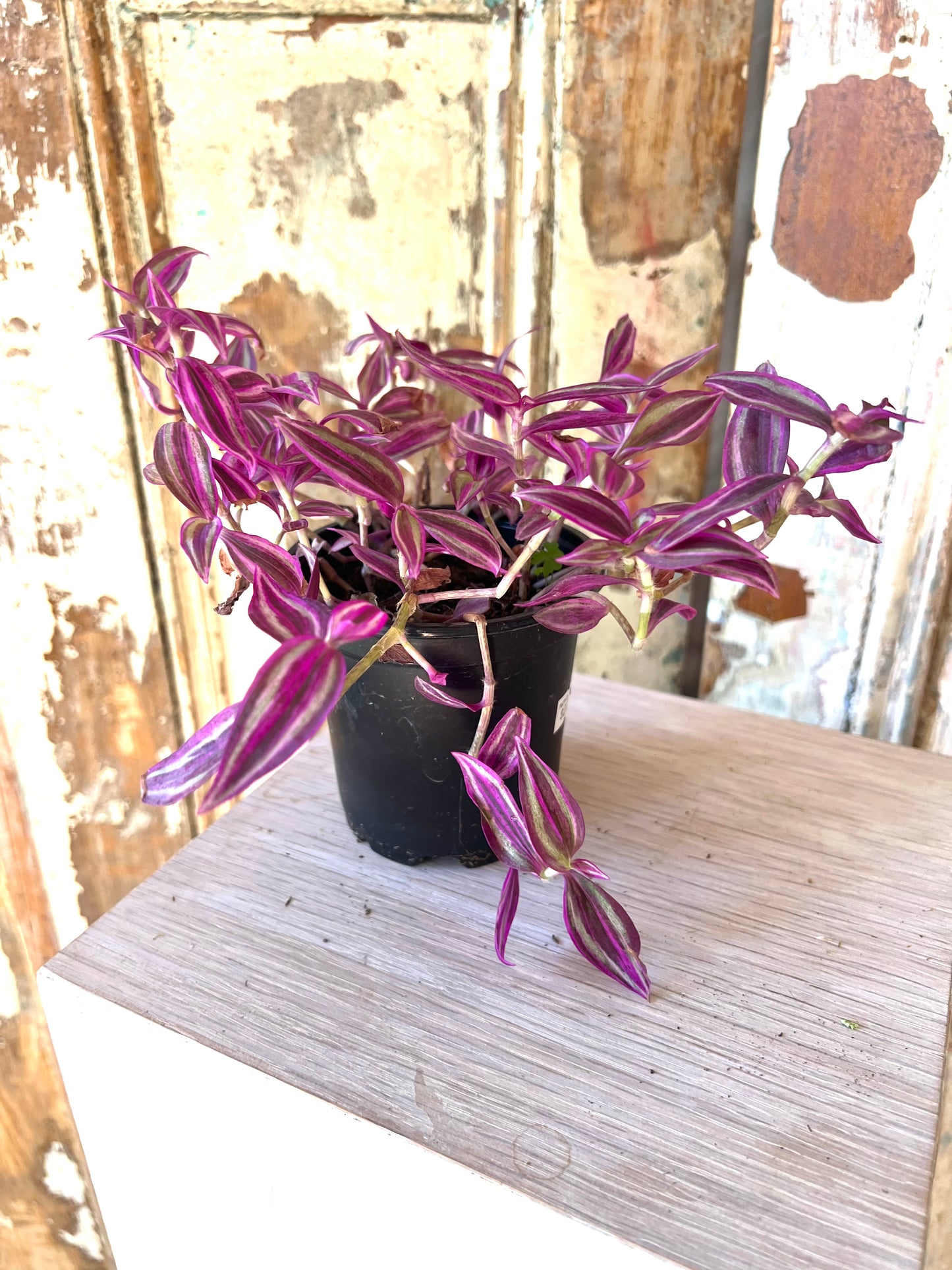 4" Pink Paradise Tradescantia Zebrina