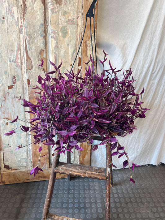 8" Pink Paradise Tradescantia Zebrina