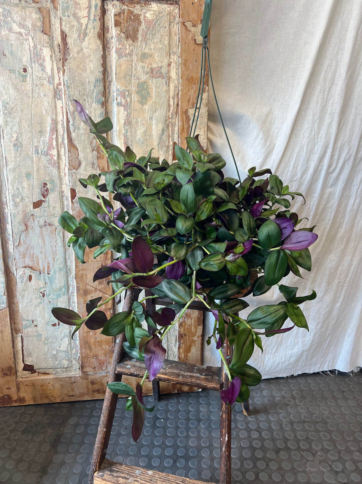 8" Wandering Dude Tradescantia Zebrina