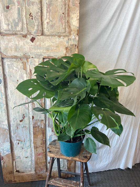 8" Split Leaf Monstera Plant