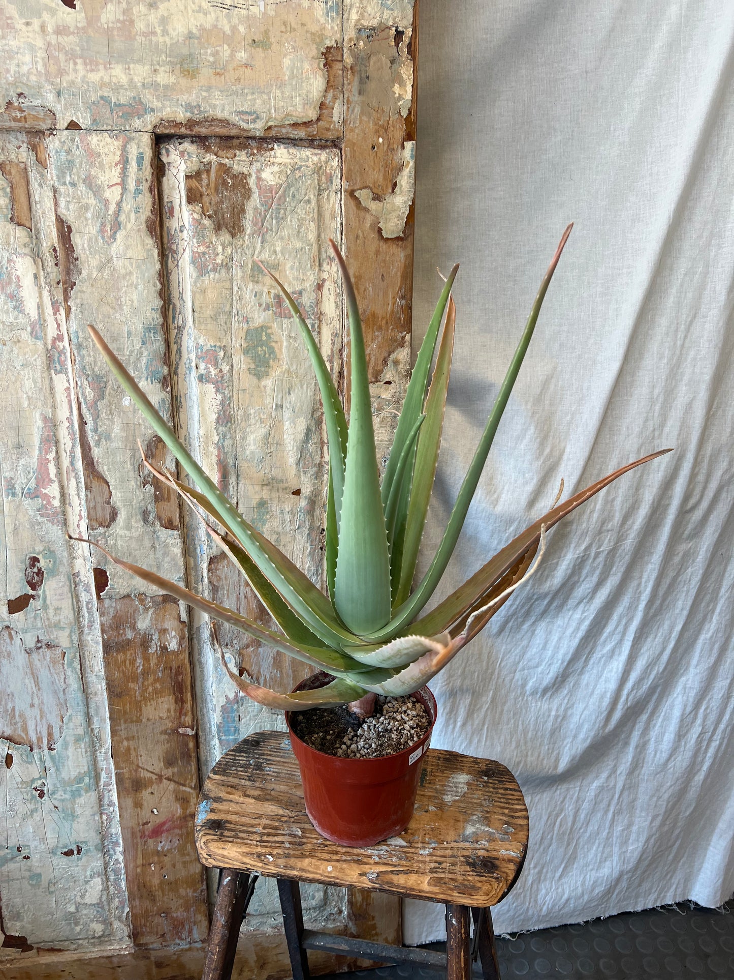 6" Aloe Succulent