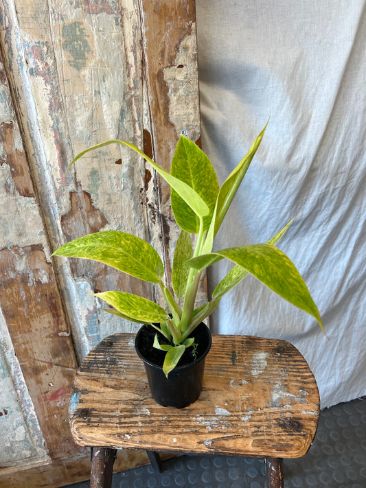 4" Calkins Gold Philodendron