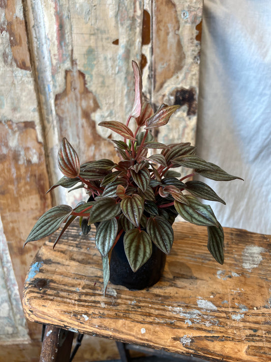 4" Ripple Peperomia Plant
