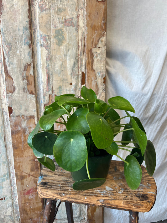 6" Pilea Chinese Money Plant