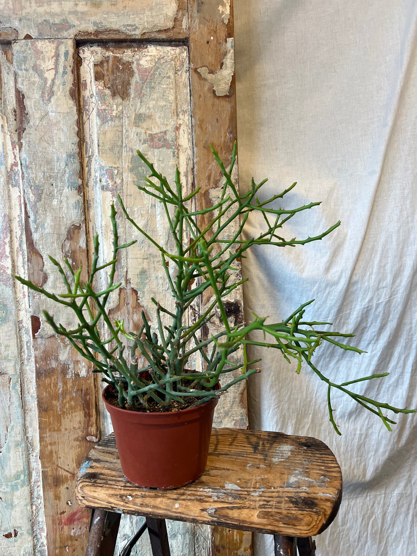 6" Briar Patch Pencil Cactus