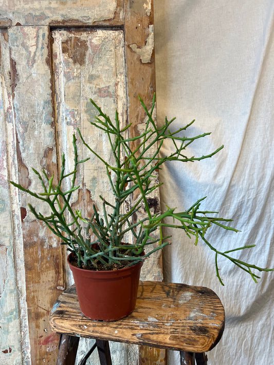 6" Briar Patch Pencil Cactus