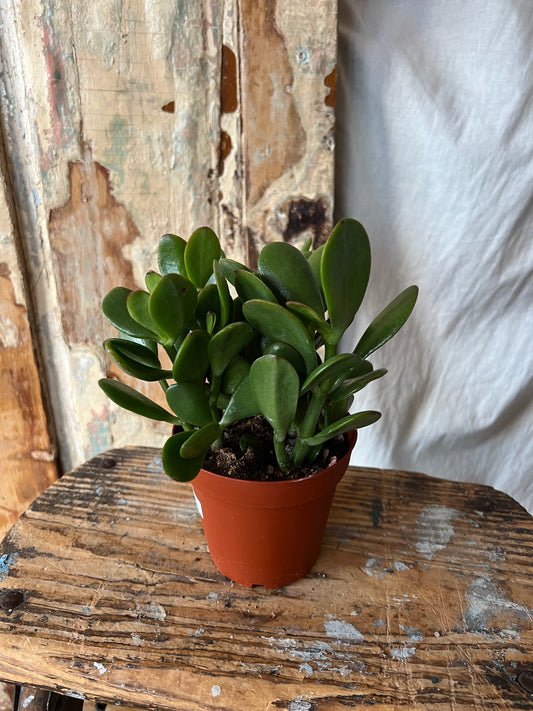4" Jade