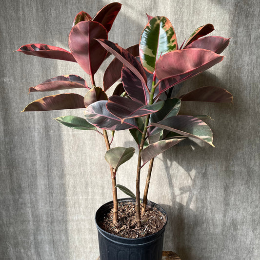 10" Ruby Rubber Bush Ficus Plant