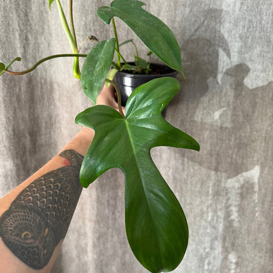 8" Squamiferum Philodendron