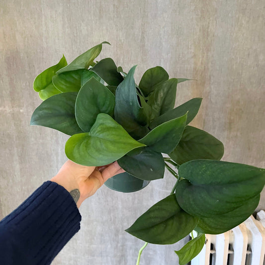 4" Jade Satin Pothos