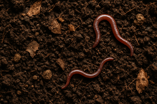 dirt