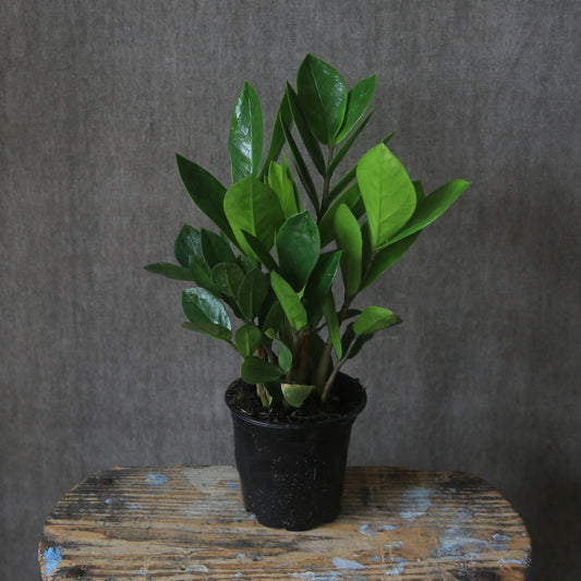 4" ZZ (Zamioculcas zamiifolia) Plant