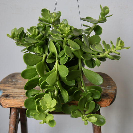 4" Trailing Jade