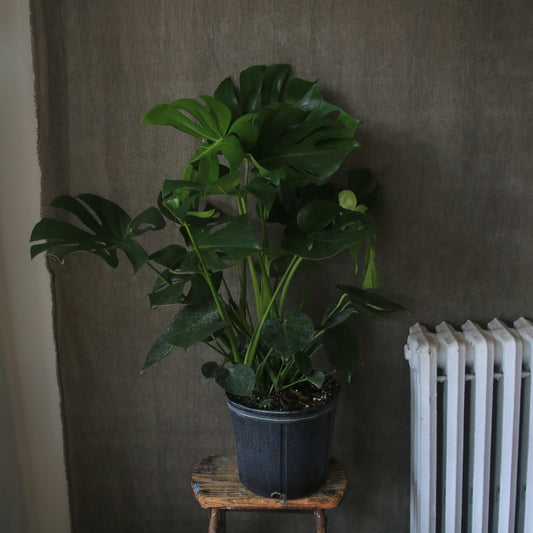 8" Split Leaf Monstera Plant