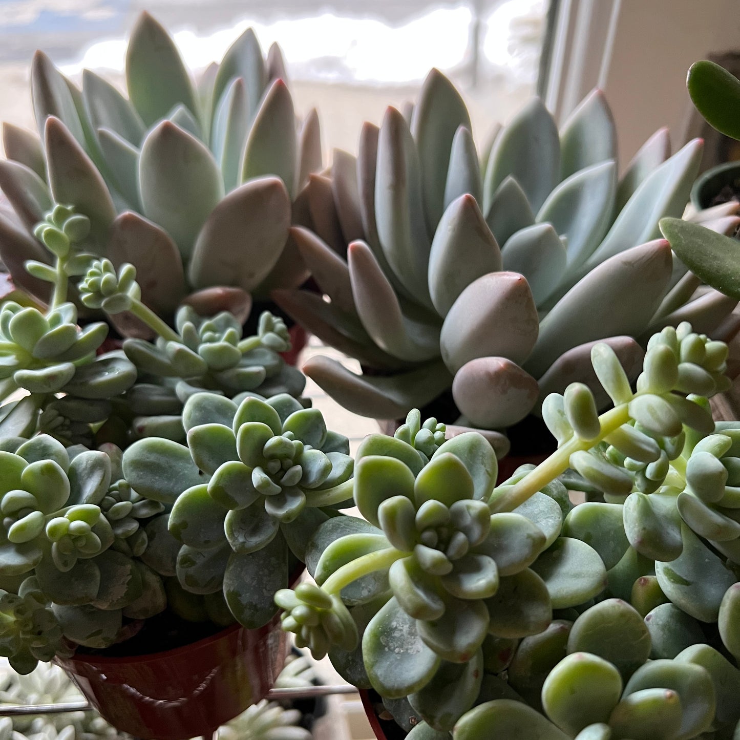 4" Succulent