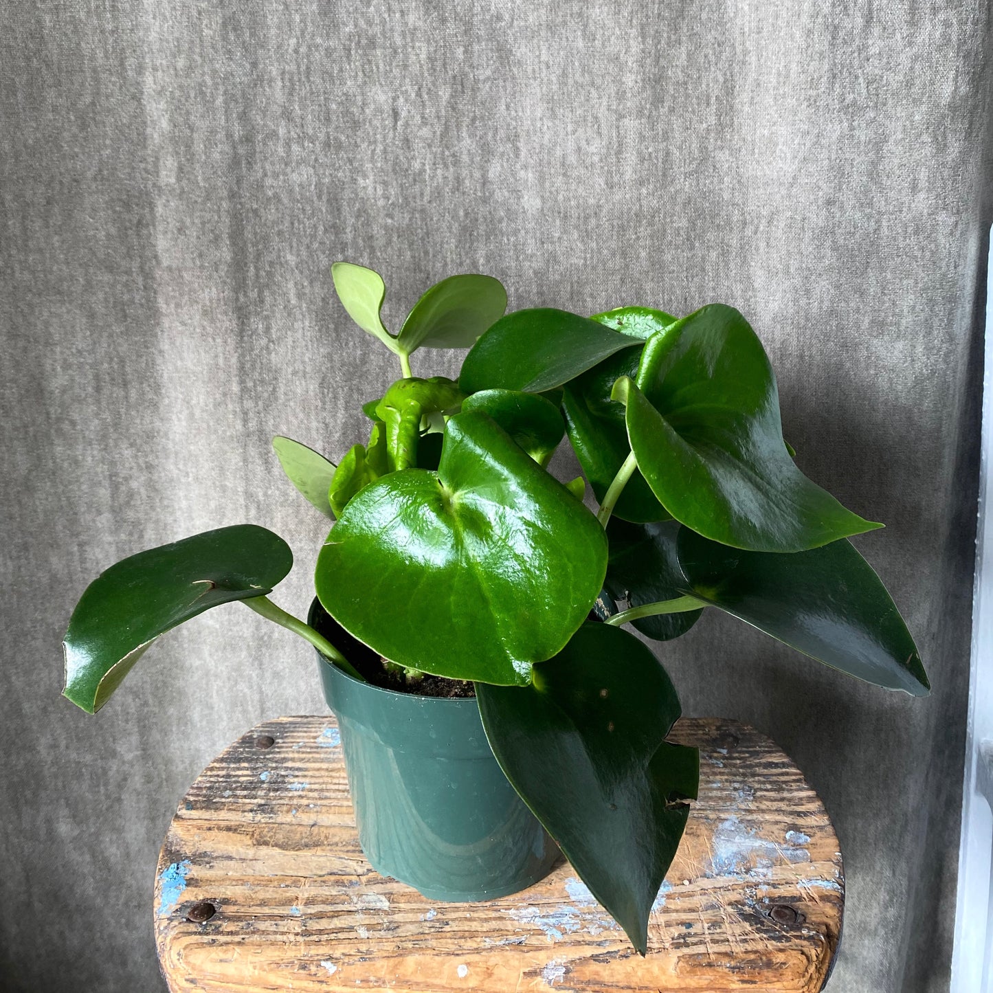 6" Owl Eye/Tear Drop Peperomia Plant