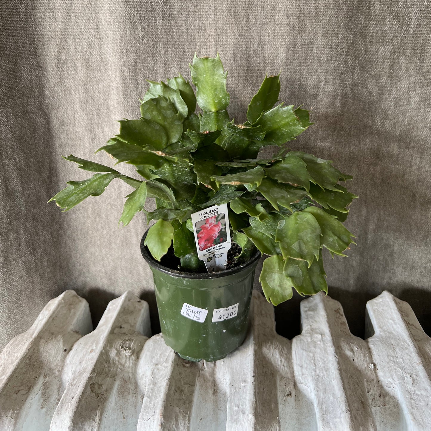 4" Christmas/Easter Cactus