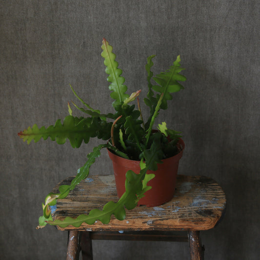 3" Shark Fine/Fishbone Plant Hanging