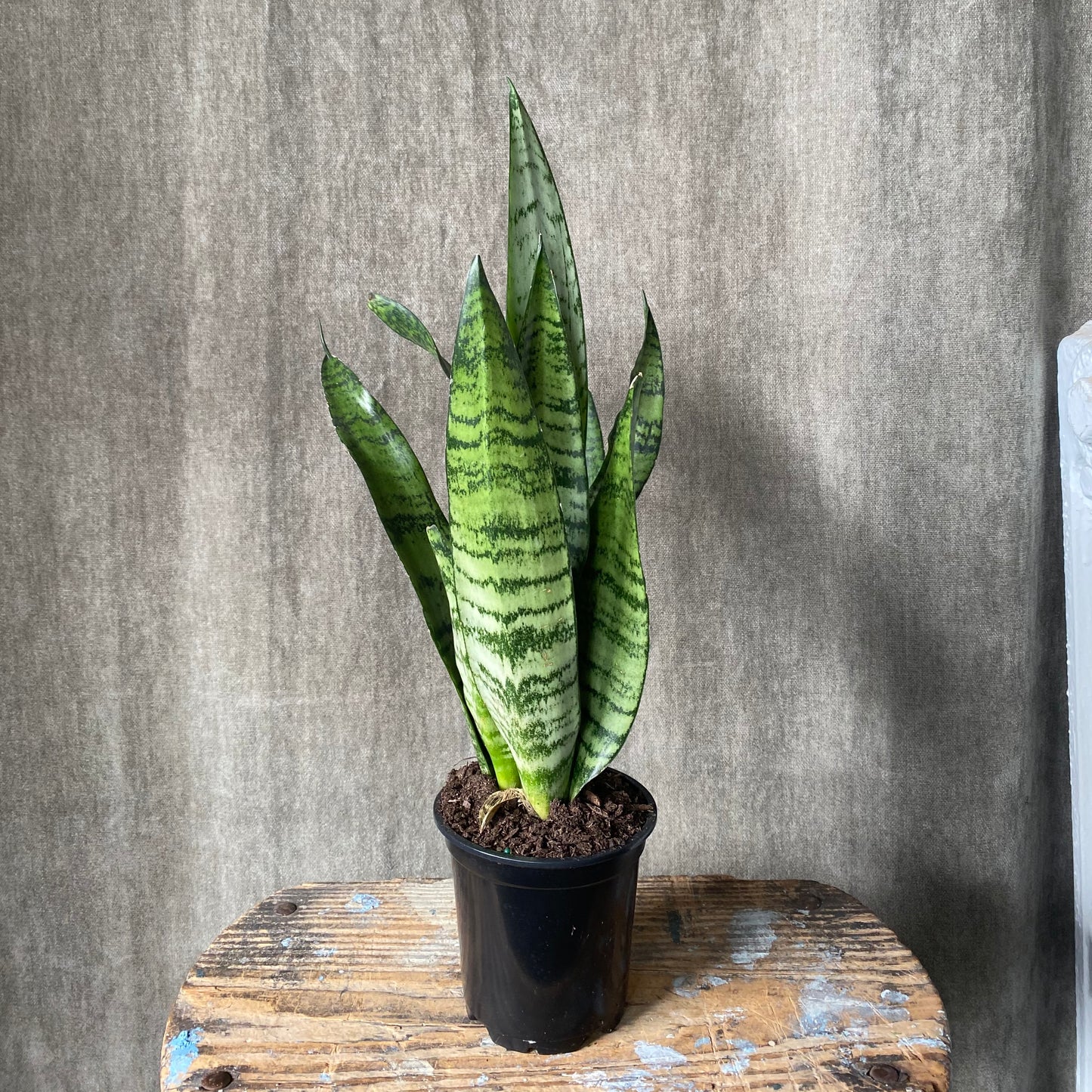 4" Snake Plant