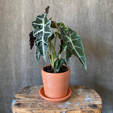 Petite Ribbed Planter