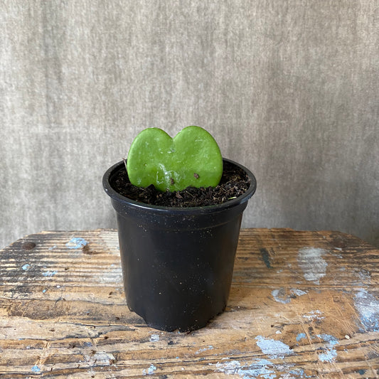 4" Kerrii Trailing Hoya Plant