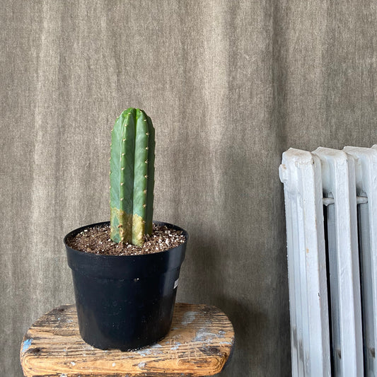 8" Cactus