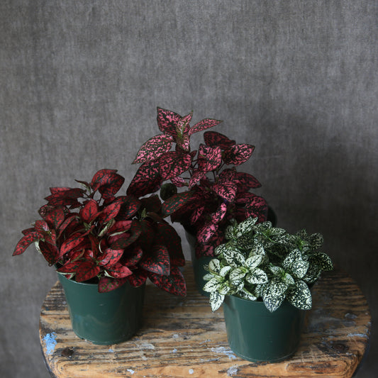 4" Splash Hypoestes Plant