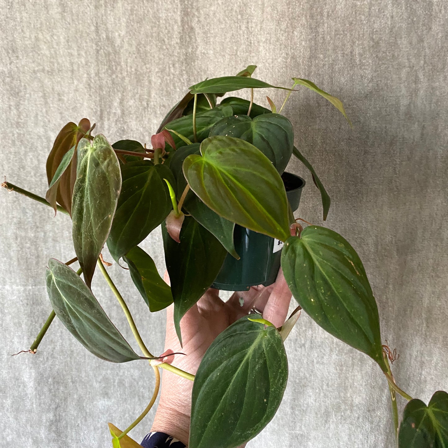 6" Micans Philodendron