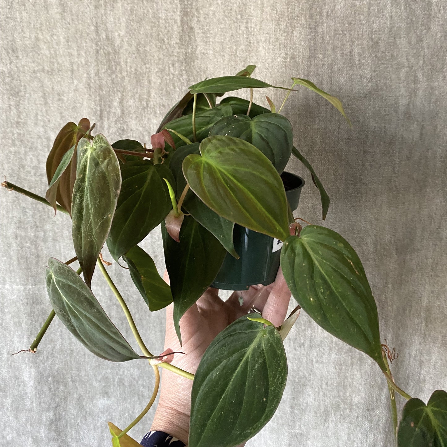 4" Micans Philodendron