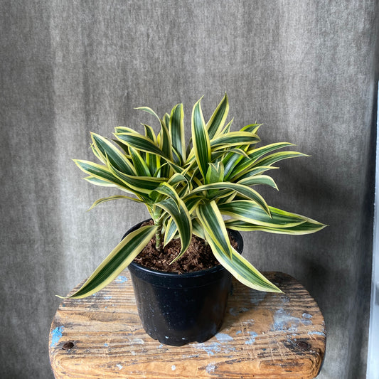 6" Song of India Plant