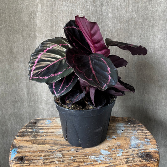 4" Roseopicta Calathea Plant