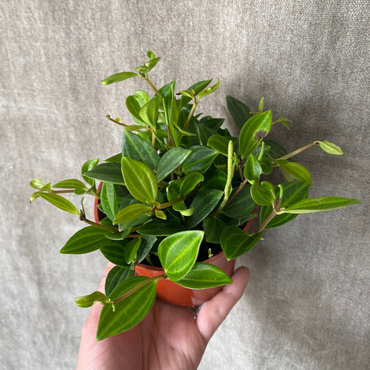 4" Beetle Back Peperomia Plant