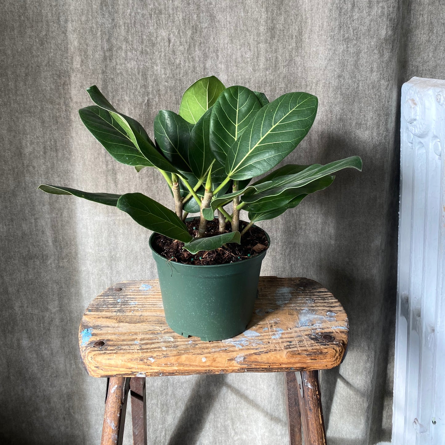 6” Audrey Ficus