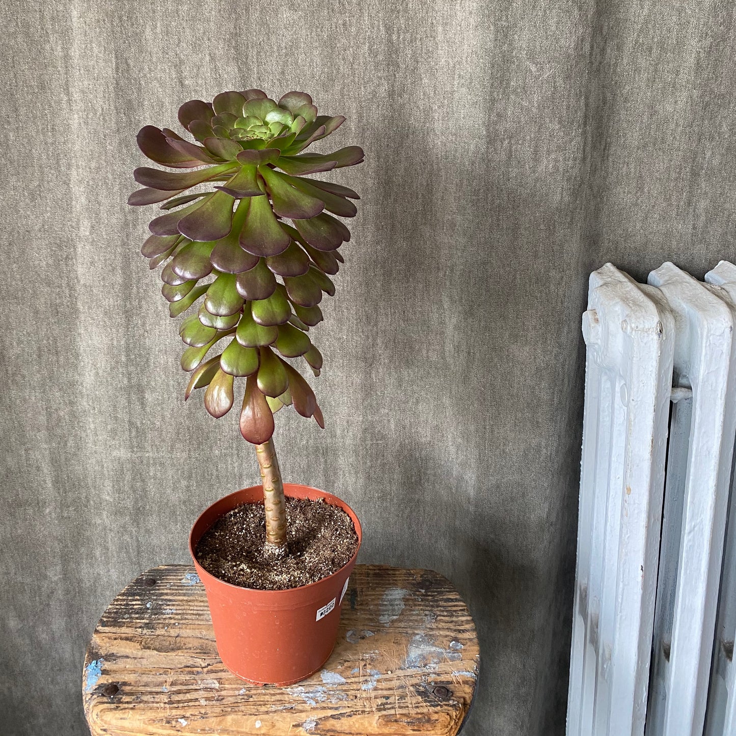 4" Black/Desert Rose Succulent