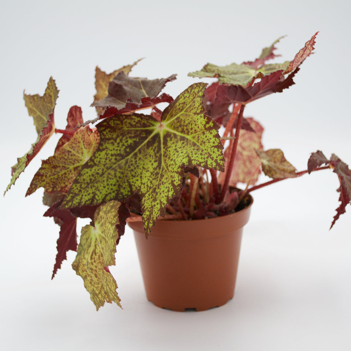8" Begonia Plant