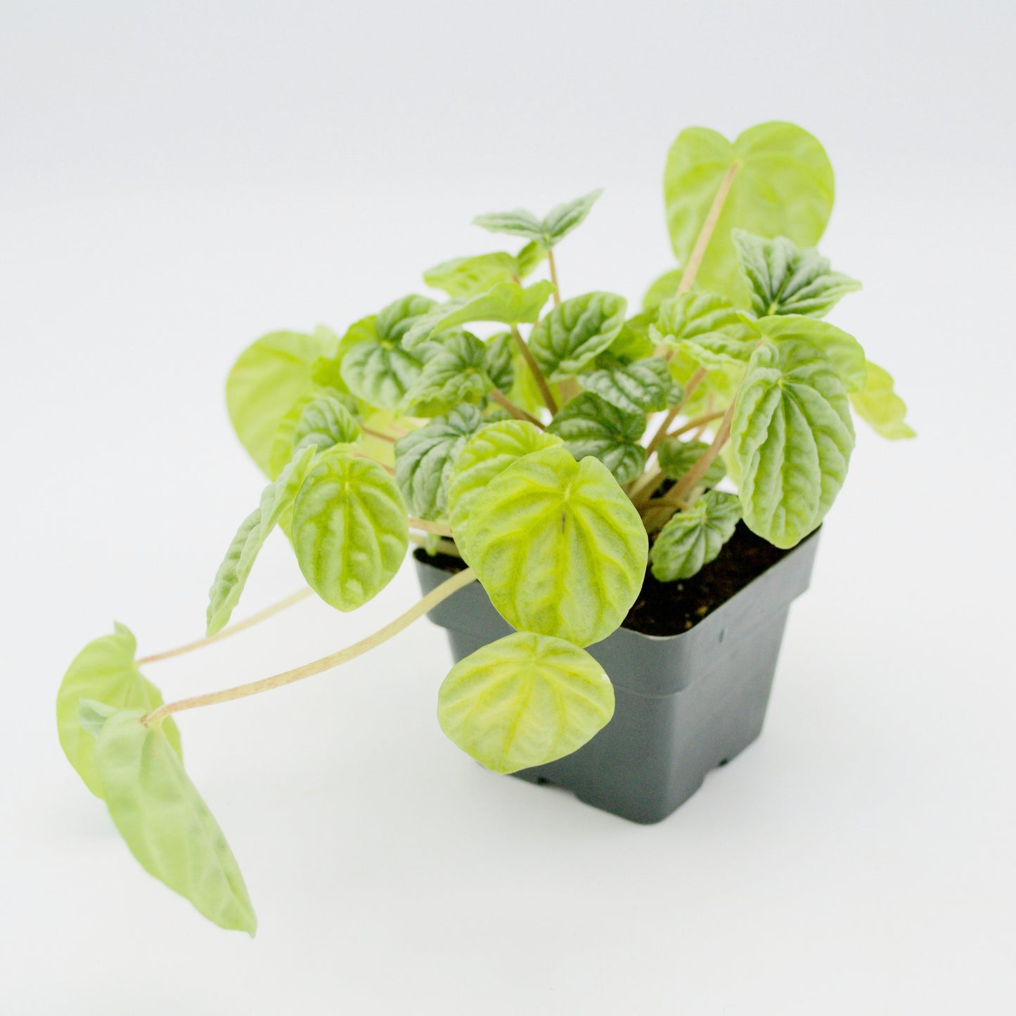 4" Ripple Peperomia Plant