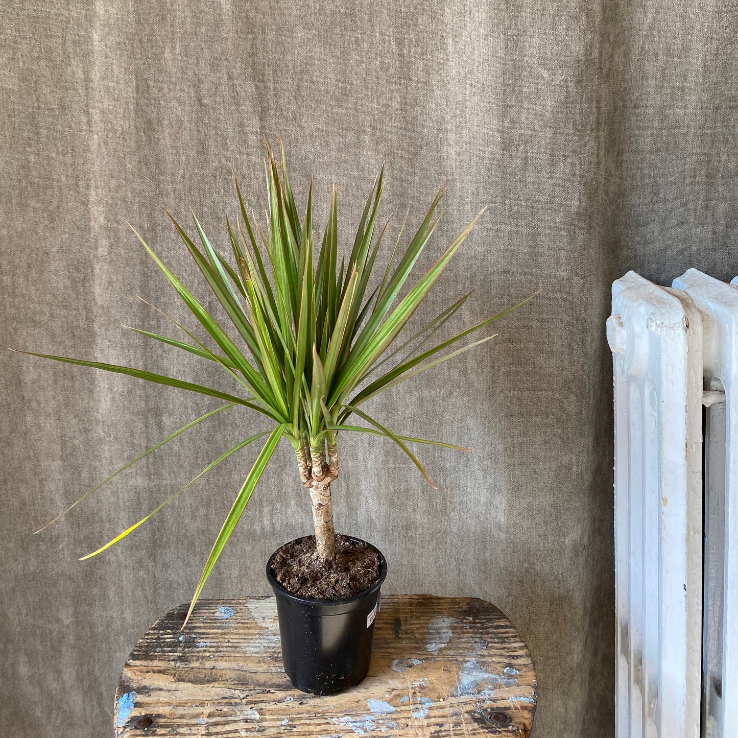 4" Margarita/Dracaena
