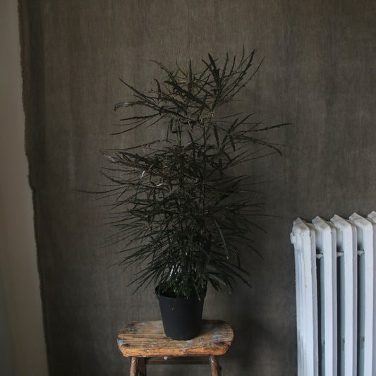 6" False Aralia Plant