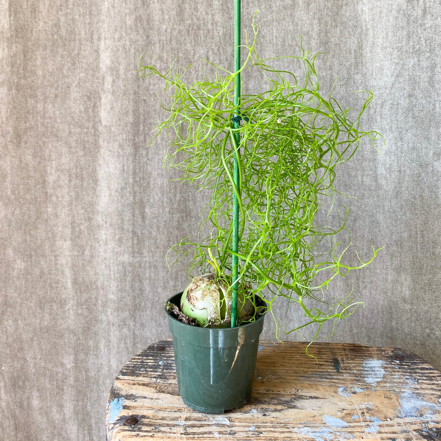 4" Bowiea Sprouting "Onion"